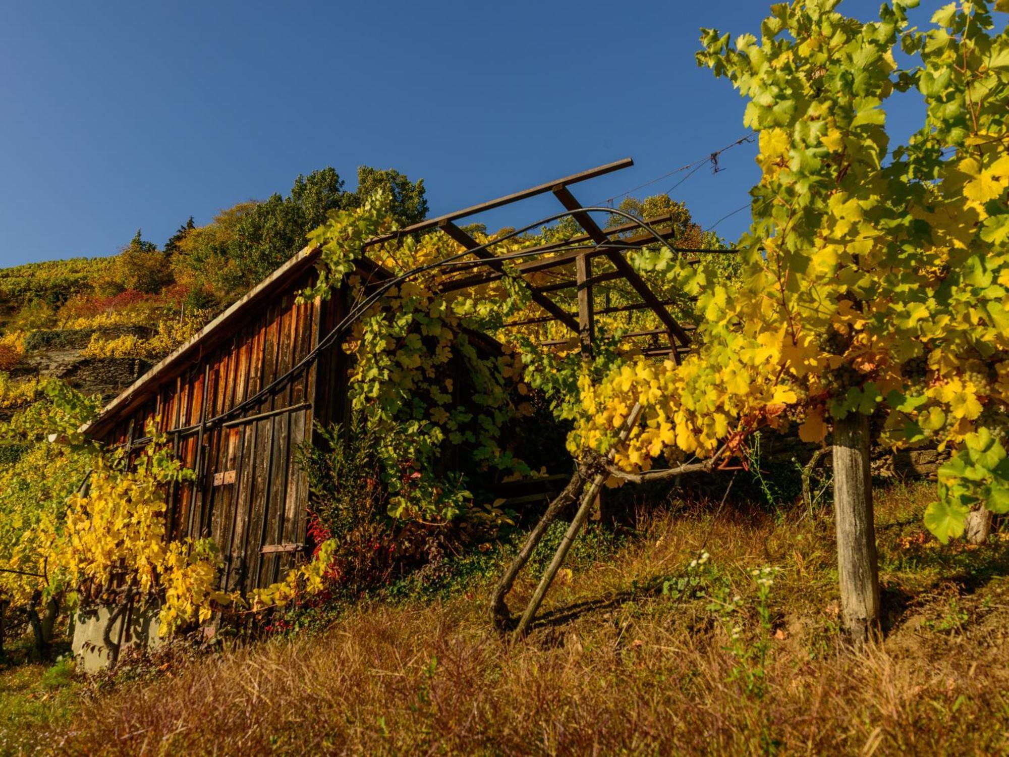 Ferienwohnung Weinbergblick Rohrendorf bei Krems Eksteriør billede